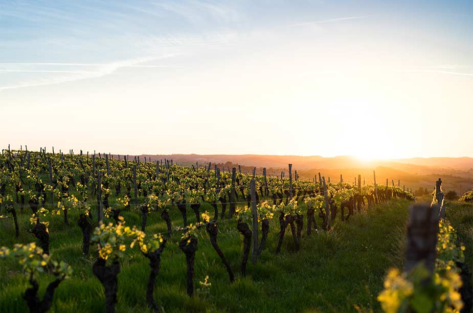 Een wijngaard in Frankrijk bij zonsopgang, een van de mooiste autoroutes door Frankrijk