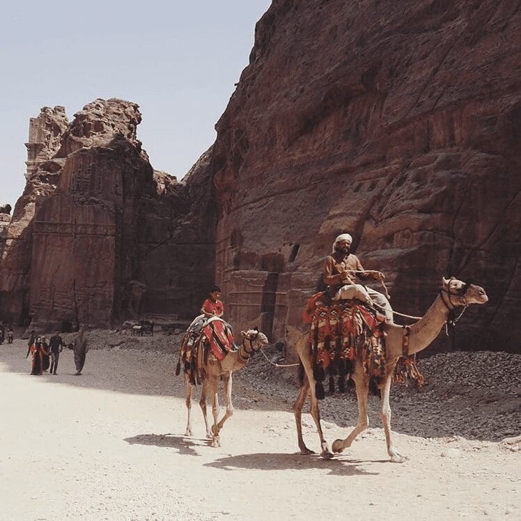 Kamelen bij Petra, Jordanië