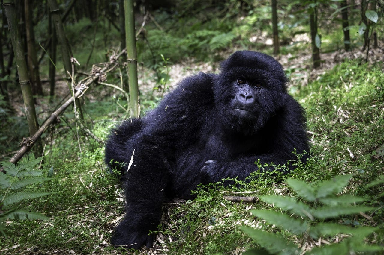 doen in rwanda Volcanoes National Park