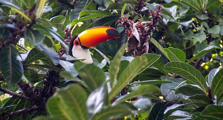 Tijuca National Park