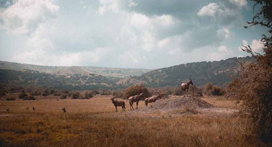 Akagera National Park