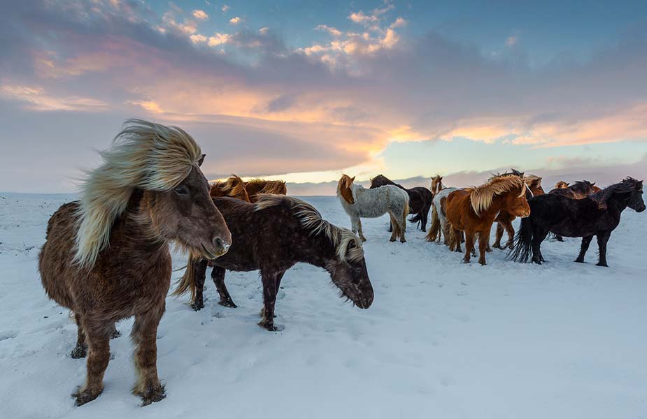 IJslandse paarden in de sneeuw