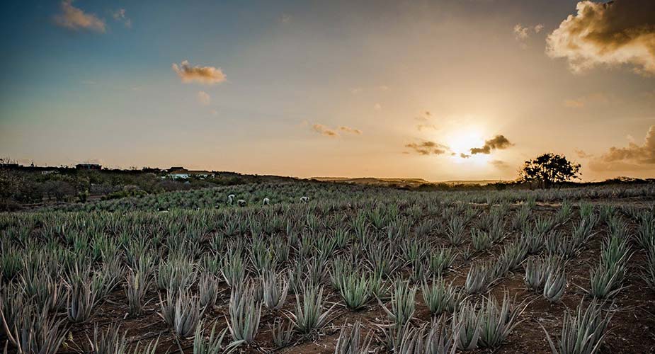 Plantaga met aloe vera bij zonsondergang