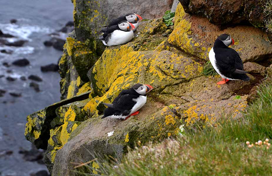 De papagaaiduikers op een rots in IJsland