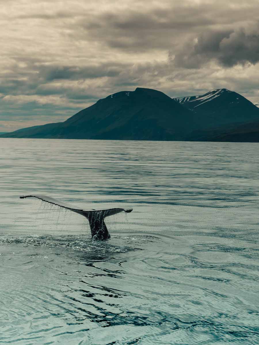 Staart van een walvis bij Husavik in IJsland