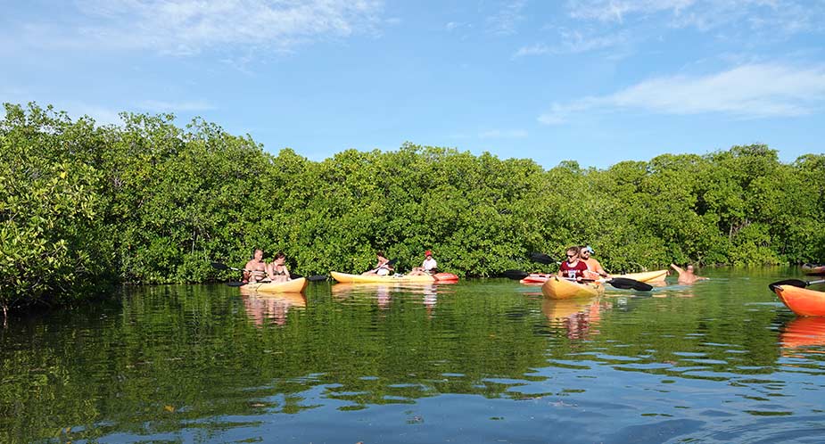 Kanoen in de mangrove op Bonaire