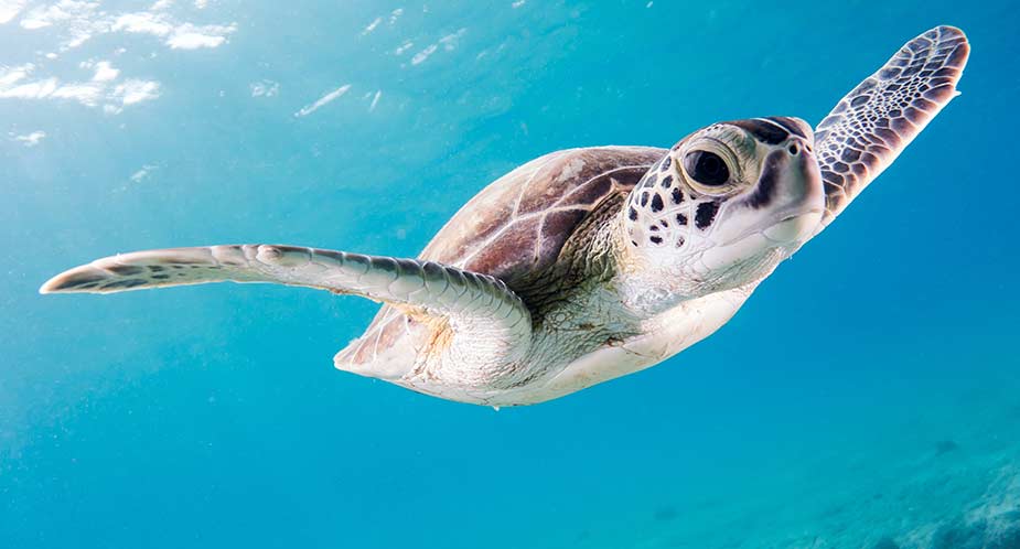 Zwemmende schildpad in zee bij Bonaire