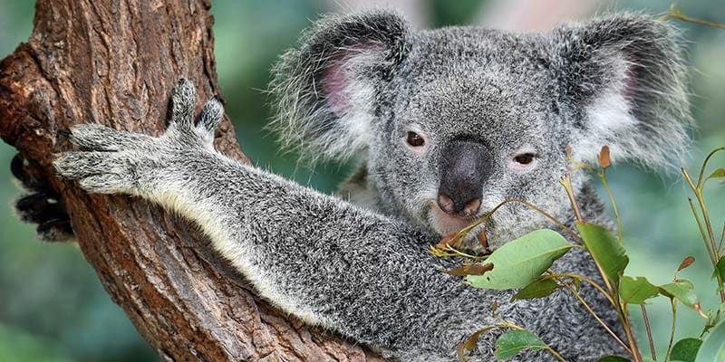 Koala in een boom