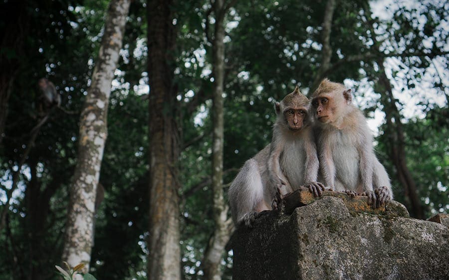 Aapjes in Lombok 