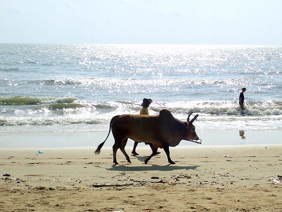 Koe aan de kust Thailand