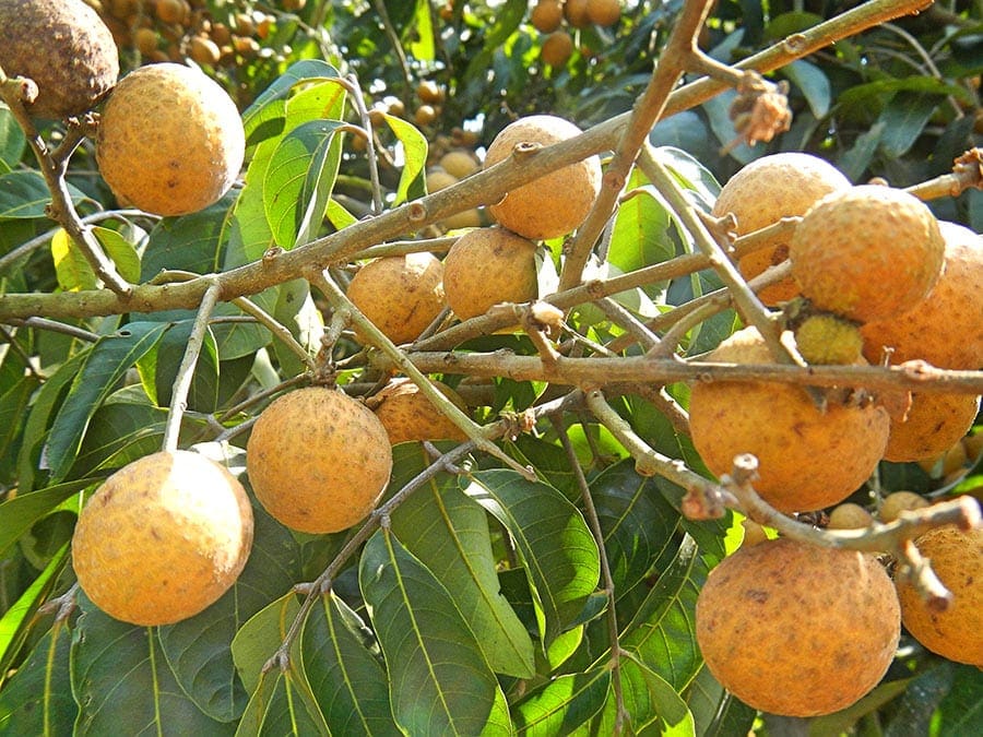 Longanfruit