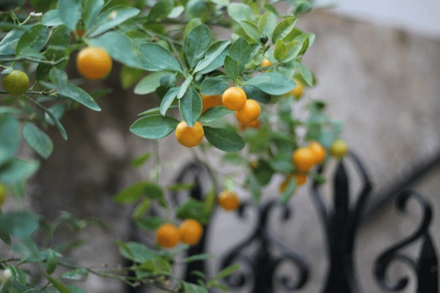 La Lonja de La Seda tuin