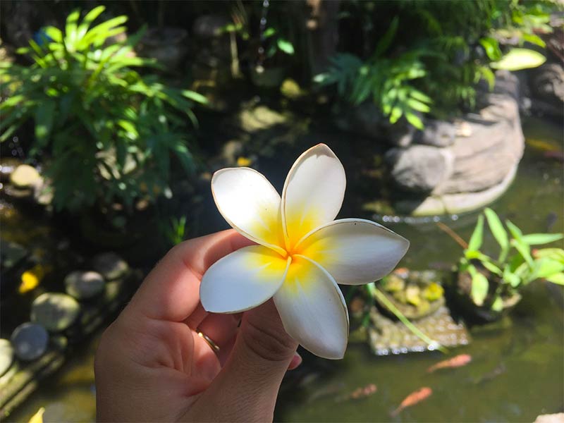 De Frangipani bloem, onderdeel van de Bali cultuur