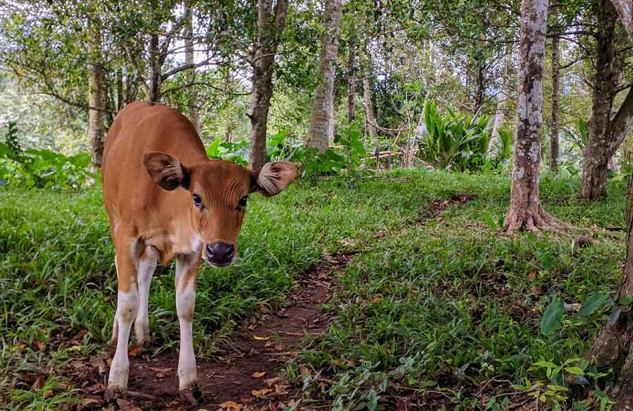 Een koe langs de weg op Bali