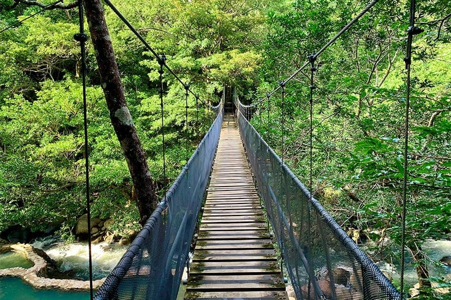 Hike tussen de boomtoppen in Costa Rica.