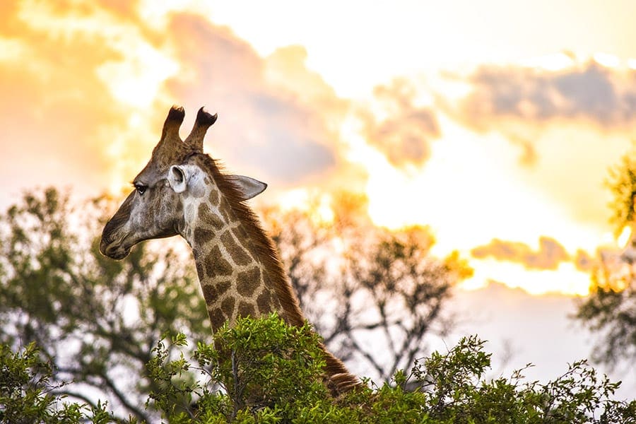 Zuid-Afrika safari