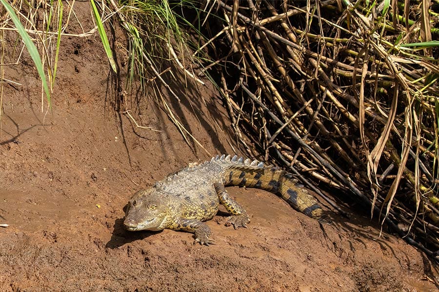 Krokodil in Costa Rica