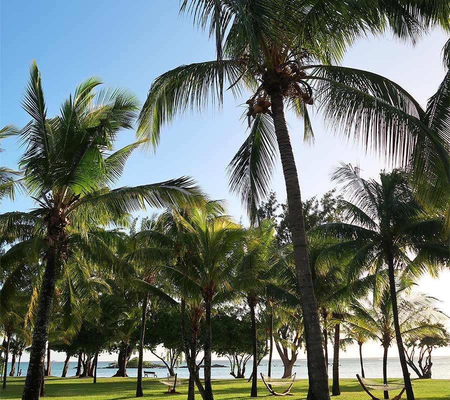 Tuin met palmbomen op Mauritius