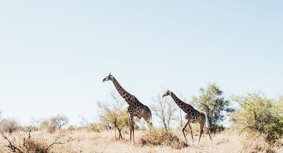 reis naar zuid-afrika tips