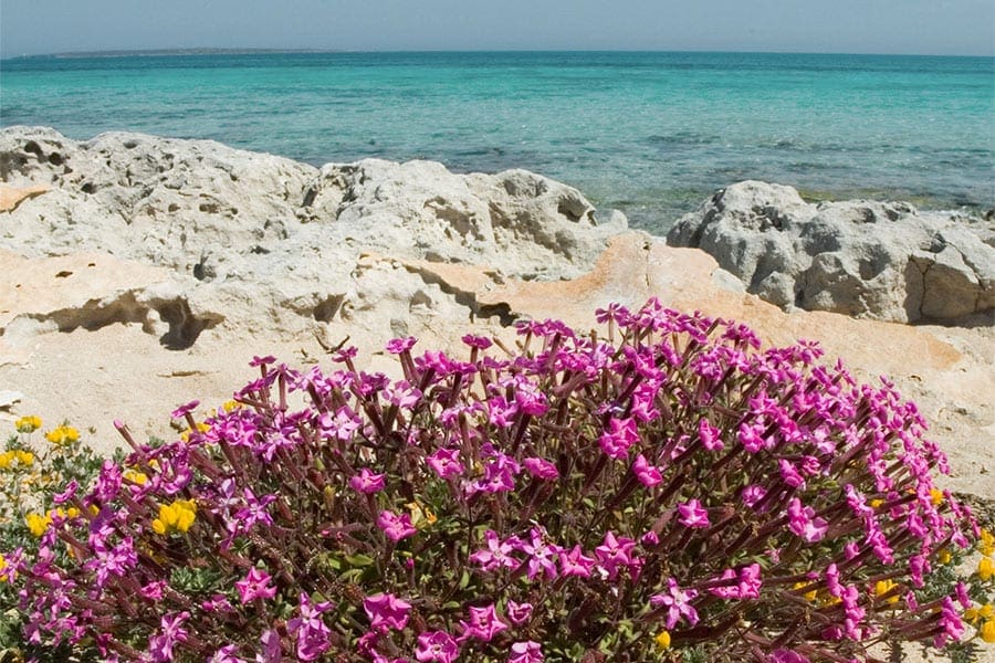 Tijdens je vakantie naar Formentera zie je volop bloemen