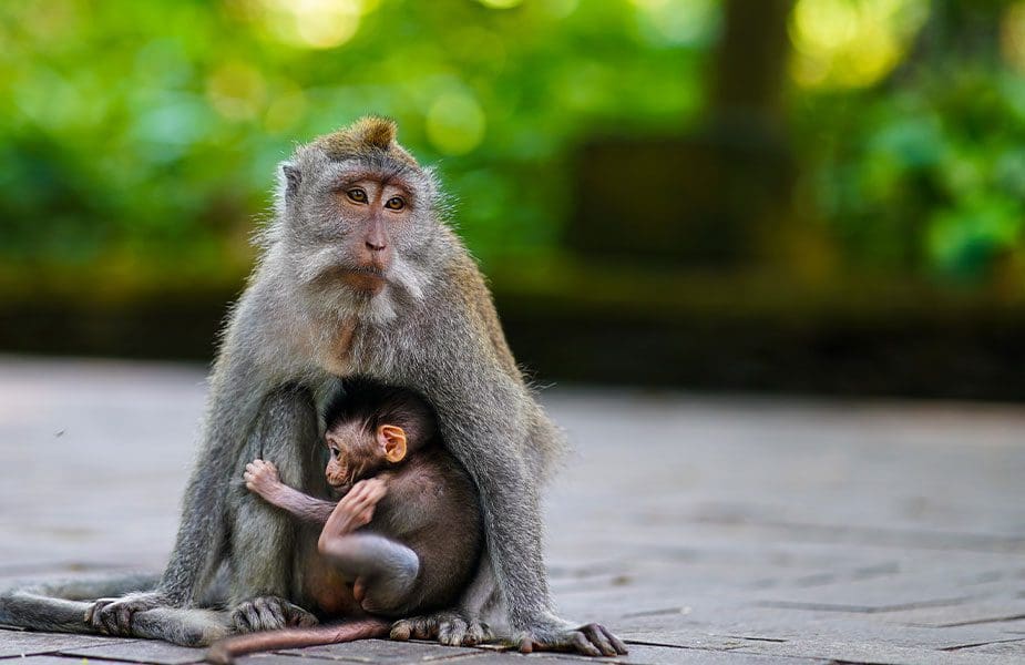 Aap met jong in het Monkey Forest, de bezienswaardigheid in Ubud