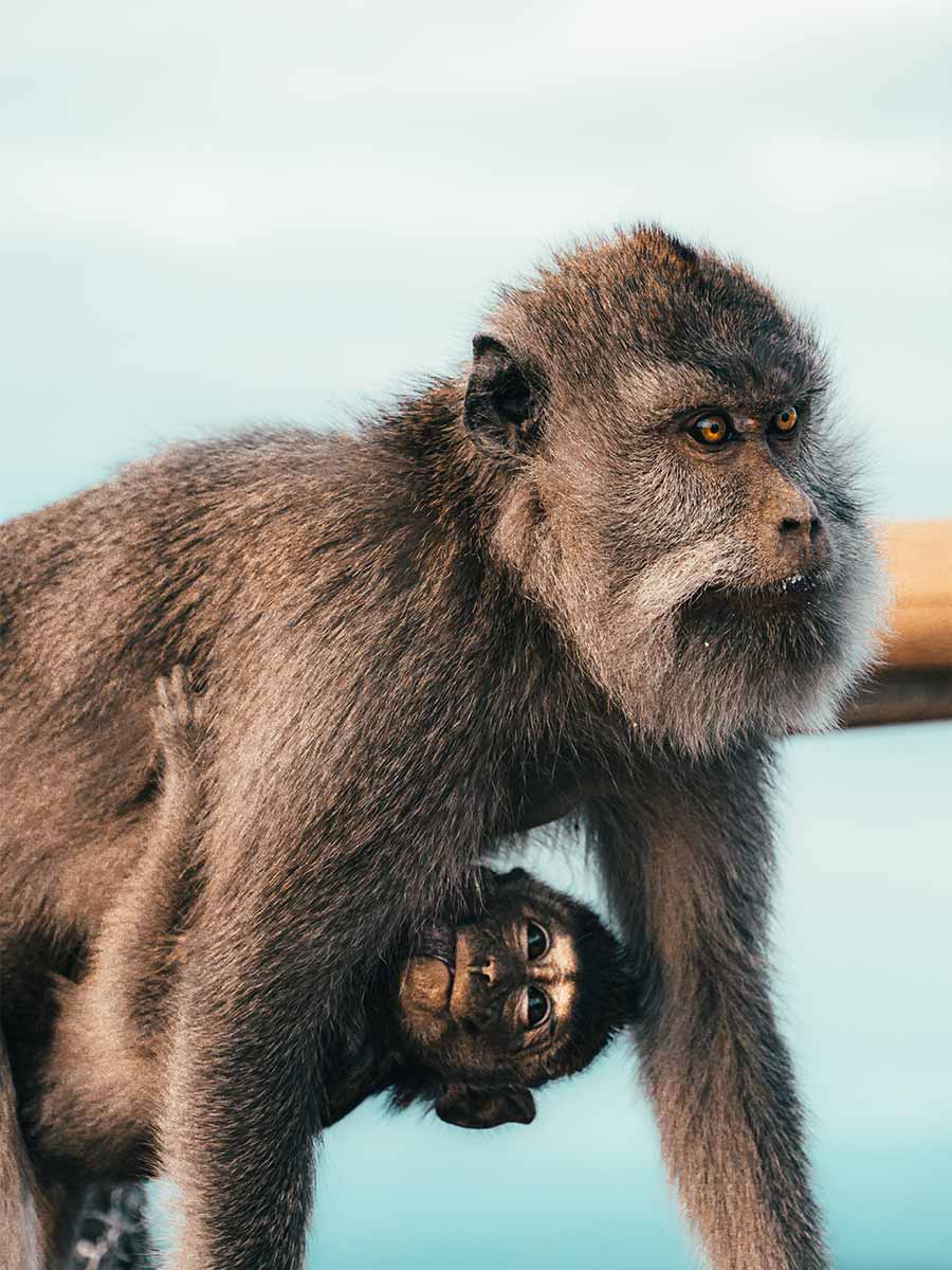 Dieren op Bali, apen bij Mount Batu