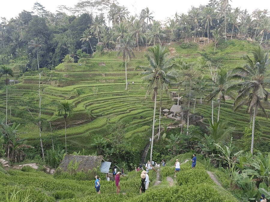 Bezoek de Tegalalang rijstterrassen als je 5 dagen in Ubud bent