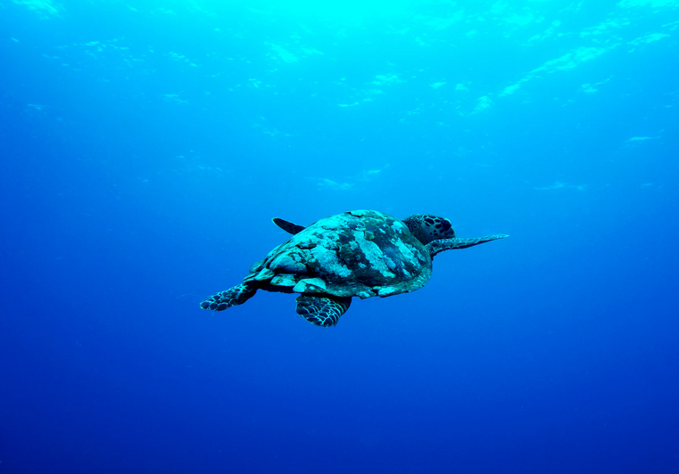 Schildpad bij Gili Air