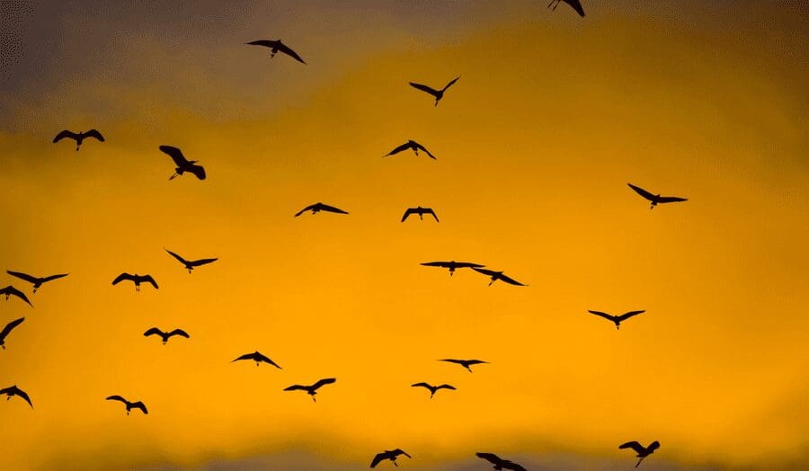 Dieren op Bali: veel vogels bij Ubud in de schemering