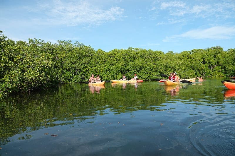 mangrovebossen bonaire