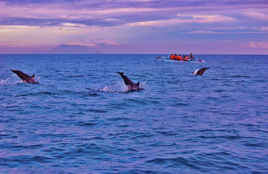Dolfijnen bij Lovina op Bai