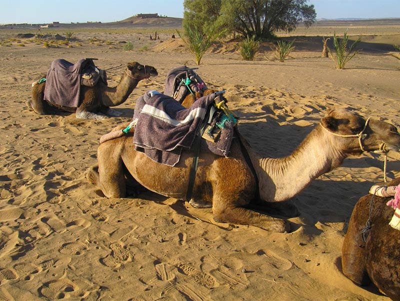 Kamelen en dromedarissen in Marokko