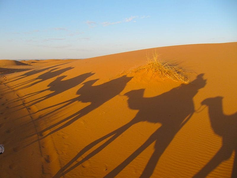 Schaduwen van de dromedarissen op het zand