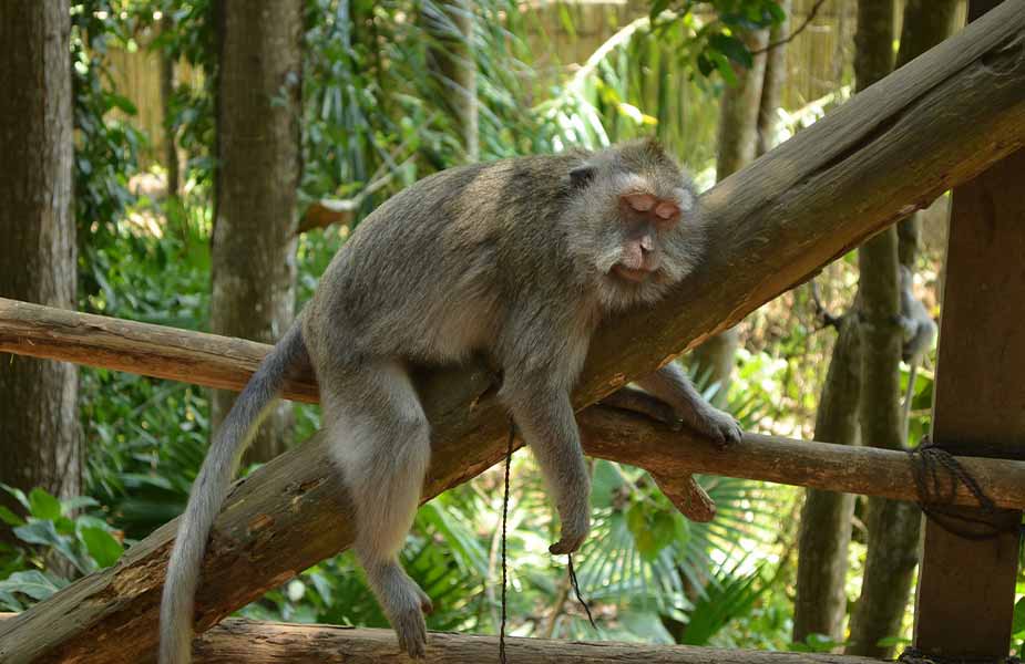 Slapende aap in een boom op Bali