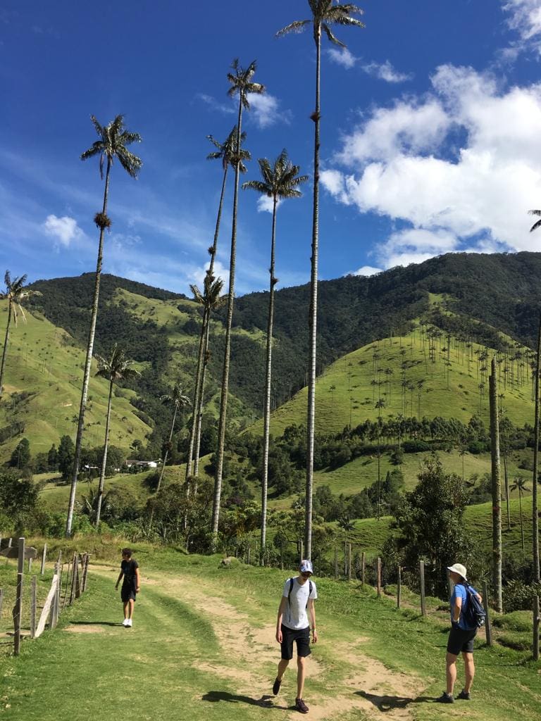 De lange palbomen van de Cocora vallei