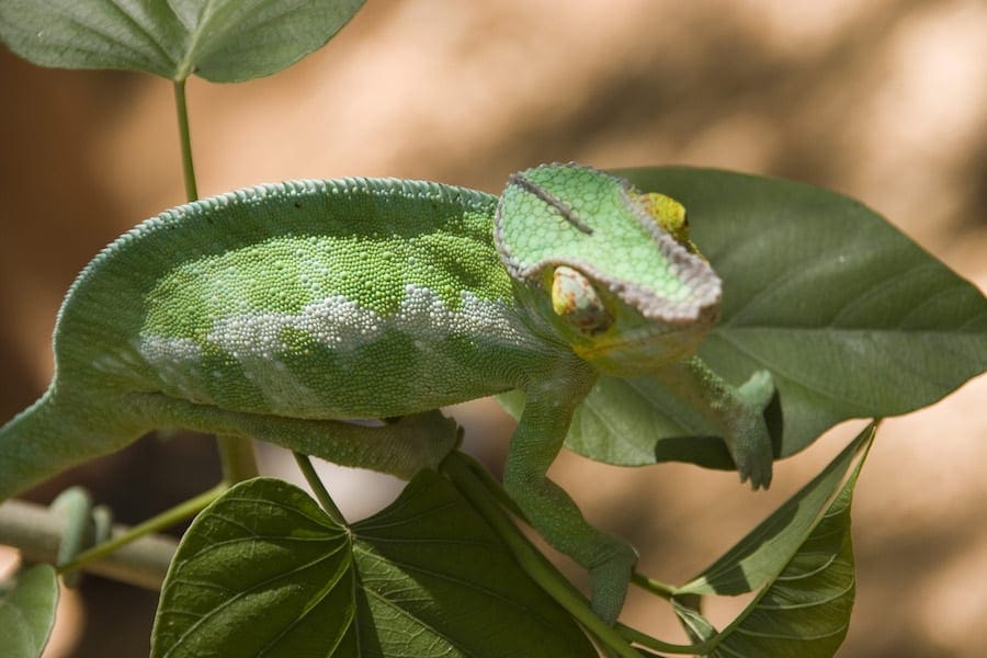 Een kameleon op een blad