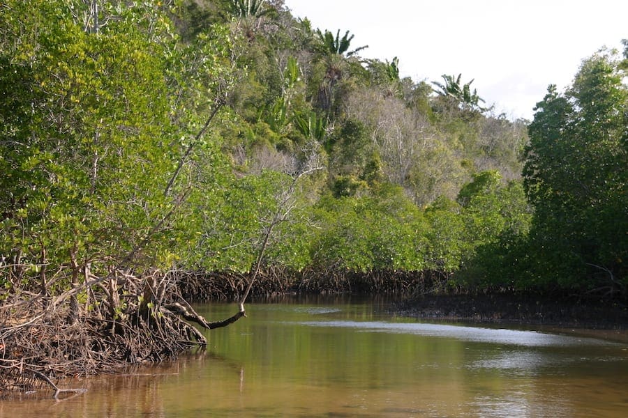 Mangrove in Madagaskar