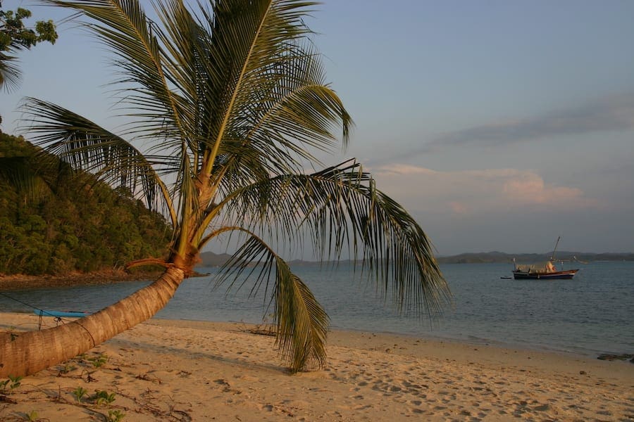 Madagaskar eiland met palmboom