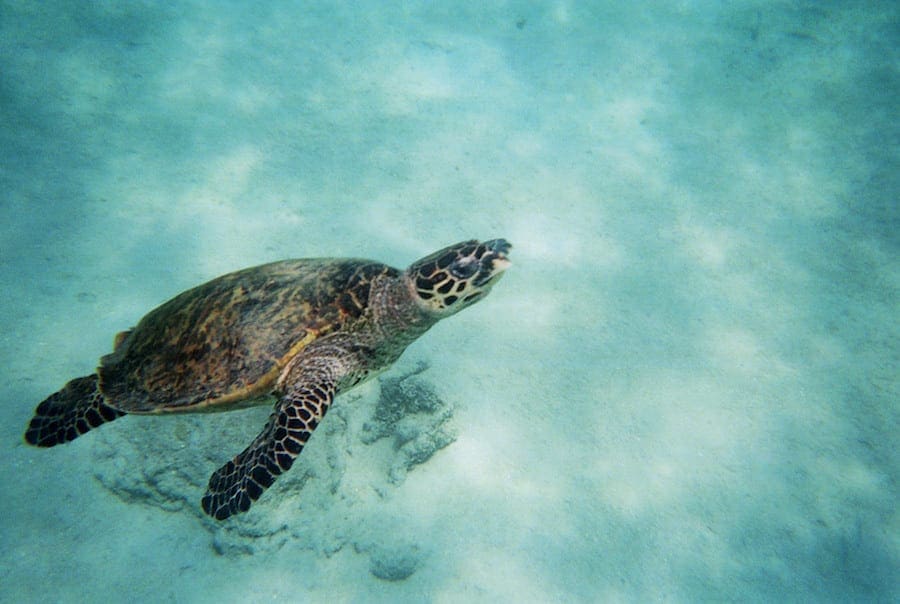 Als snorkelend zie je deze schildpadde bij Madagaskar