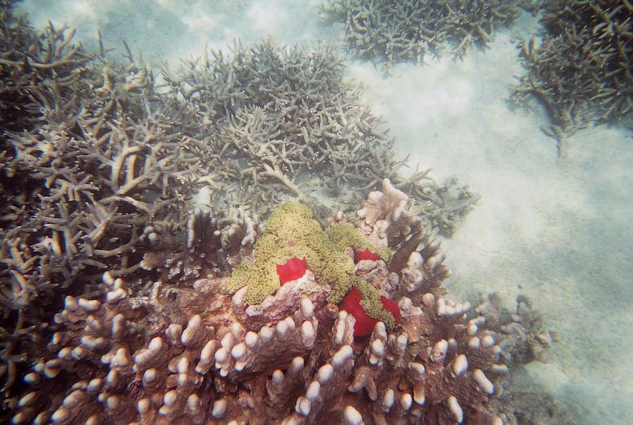 Madagaskar zee koraal