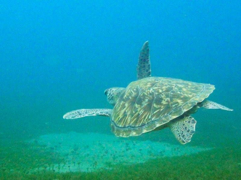 Schildpad bij de San Blas eilanden