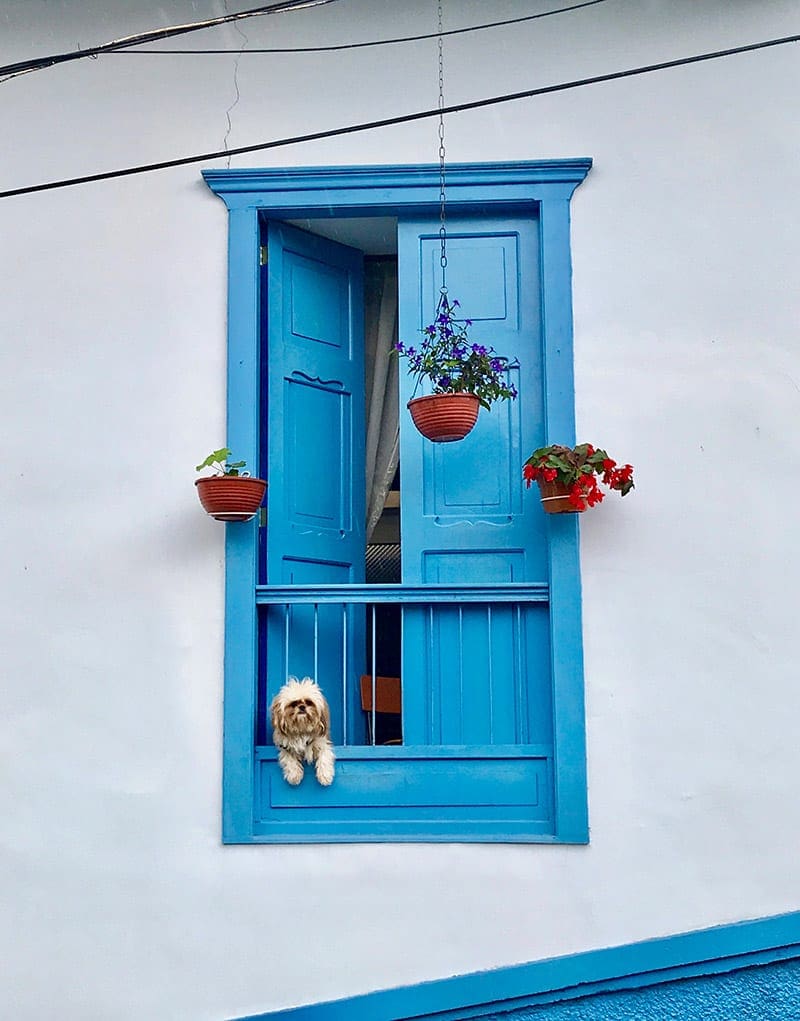 Hond bij een kleurrijk kozijn in Colombia