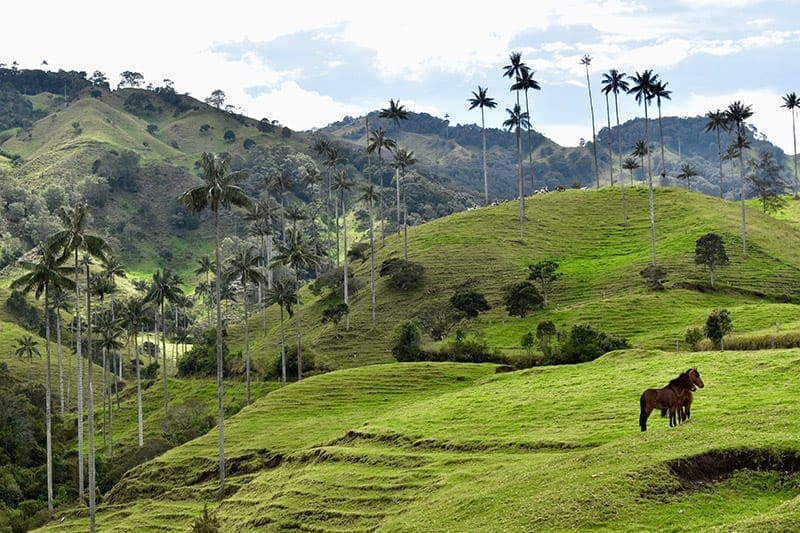 Paarden in Valle de Samaria een must visit tijdens een reis naar Colombia
