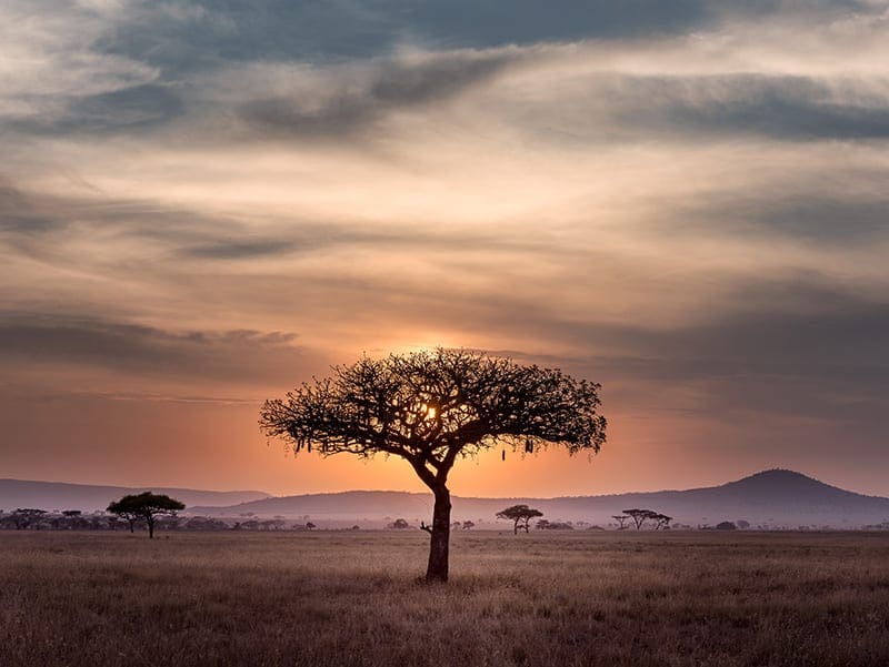 boom en zonsondergang zuid afrika