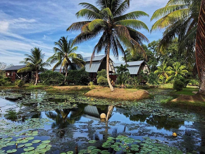 Rivier en palmbomen in Suriname