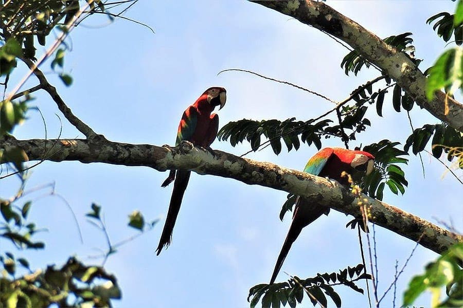 Papegaai in een boom