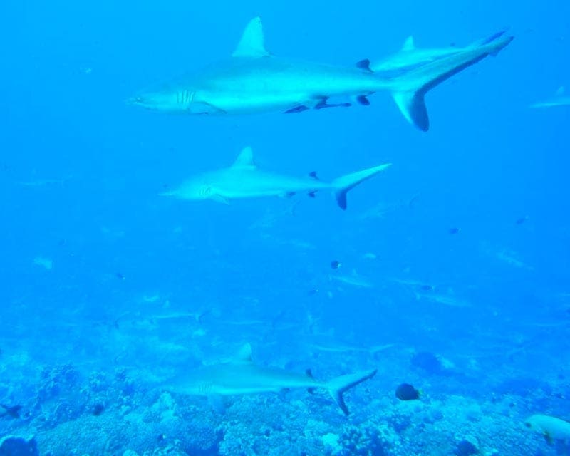 Haaien bij snorkelen Tuamotu archipel