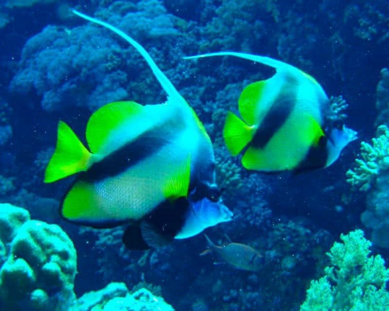 Snorkelen en vissen spotten bij de Tuamotu archipel