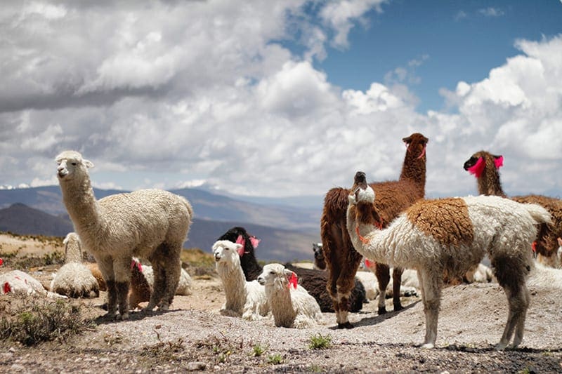 lama's in peru