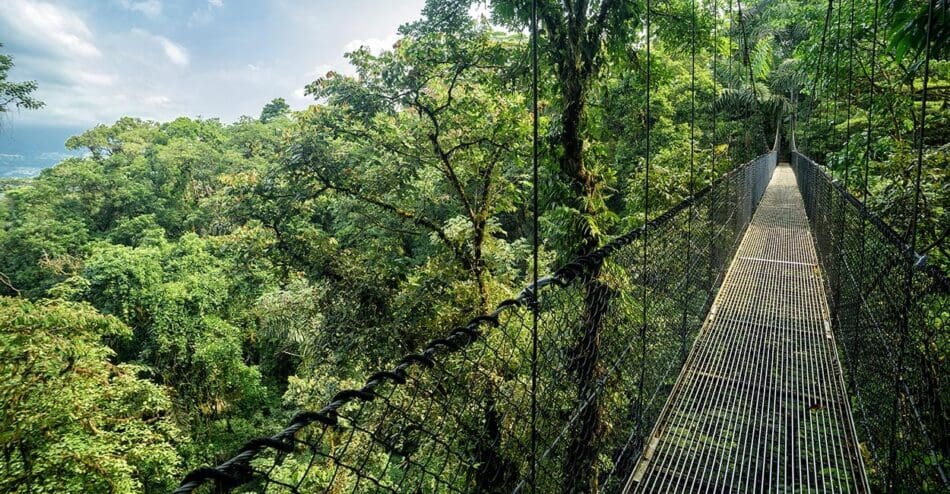 hangbrug in suriname